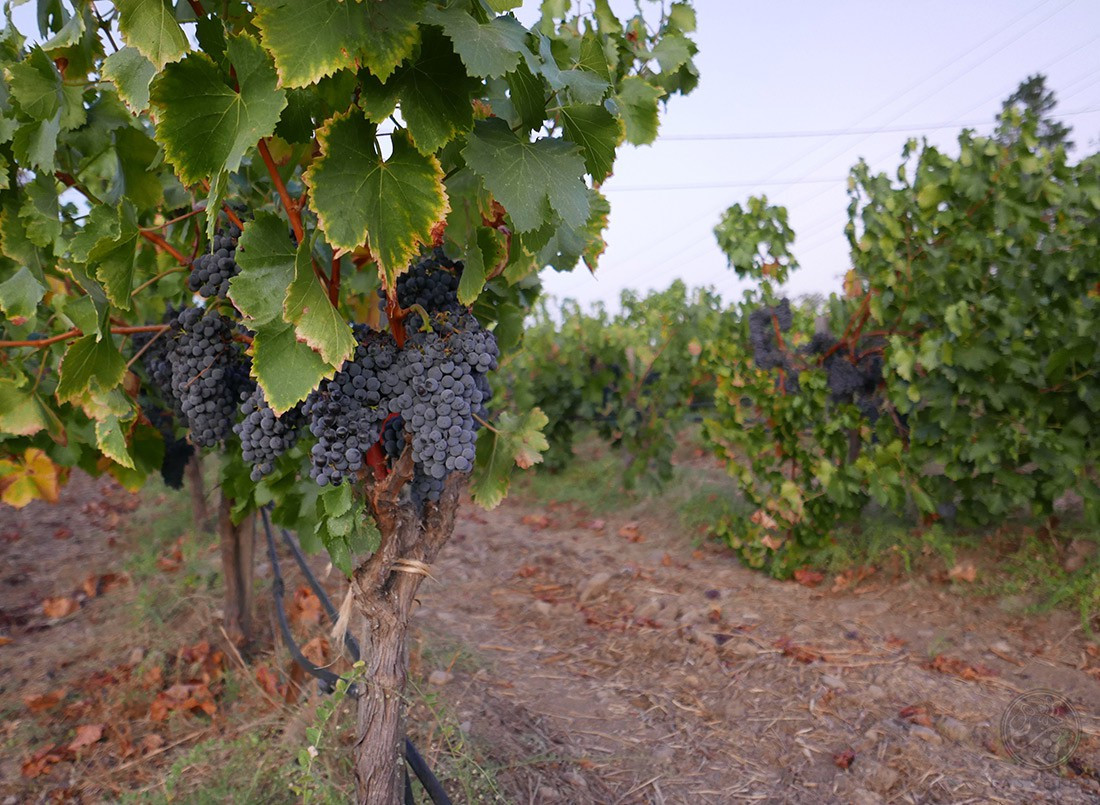 Urna pretium elit mauris cursus Curabitur at elit Vestibulum