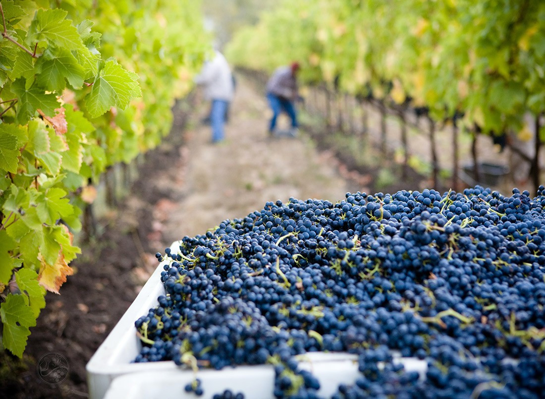 Morbi condimentum molestie Nam enim odio sodales